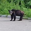 Black Bear