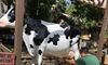 Milk the Cow at Silver Dollar City