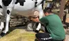 Milk the Cow at Silver Dollar City