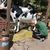 Come Milk the Cow at Silver Dollar City