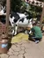 Come Milk the Cow at Silver Dollar City