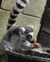 Lemur