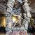 Crushing Pillars at Samson at Sight and Sound Theatres Branson