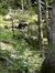 Black Bear