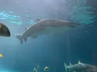 Big Shark at Ripleys Aquarium of the Smokies