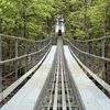 View of the Coaster's Tracks