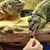 Feeding Iguanas
