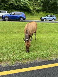 Donkey