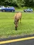 Donkey