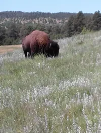 Buffalo on the Black Hills Combo Bus Tour