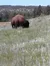 Buffalo on the Black Hills Combo Bus Tour