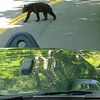 Bear Crossing the Road