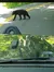 Bear Crossing the Road