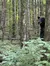 Black bear