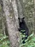 Black Bear in the Woods