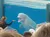Beluga Whale