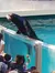 Sea Lion