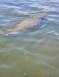 Manatee