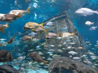 Tons of Fish at Ripleys Aquarium of the Smokies