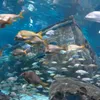 Tons of Fish at Ripleys Aquarium of the Smokies