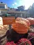 Pumpkins