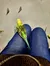 Parakeets