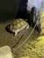 Tortoise