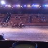 Horses in the Arena