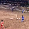 Pig Race