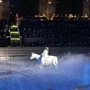 Horse in the Arena