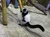 Lemur