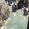 Penguins