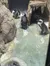 Penguins