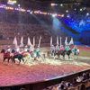 Horses in the Arena