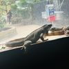 Iguanas Basking