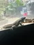 Iguanas Basking