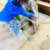 Customer Petting the Porcupine