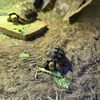 Baby Tortoises