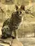 Lynx at RainForest Adventures Discovery Zoo