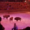 Buffalo in the Arena
