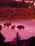 Buffalo in the Arena
