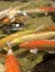 Koi