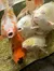 Koi fish