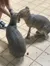 Animal Encounter