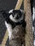 Lemur