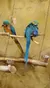 Parrots at RainForest Adventures Discovery Zoo
