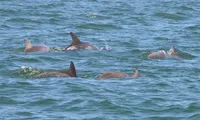 A group of dolphins is swimming near the surface of the ocean.