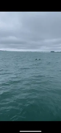 Dolphins in the Water