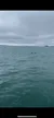 Dolphins in the Water