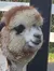An alpaca with a freshly shorn fleece stands next to a wooden spool on a paved surface, peering curiously at the camera, with its face and neck sprinkled with bits of hay.